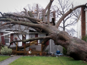 Tree Damage cause by Hurricane Ida